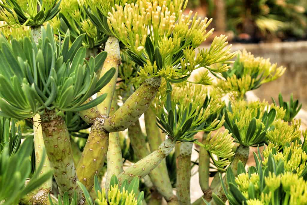 Senecio Anteuphorbium