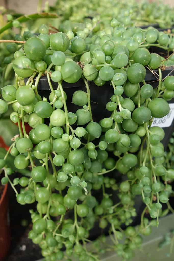 senecio citriformis