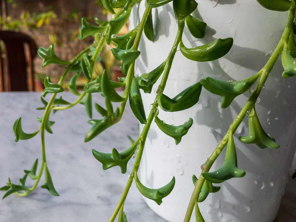 Le foglie della succulenta delfino (o fila di delfini) assomigliano notevolmente a delfini che saltano.
