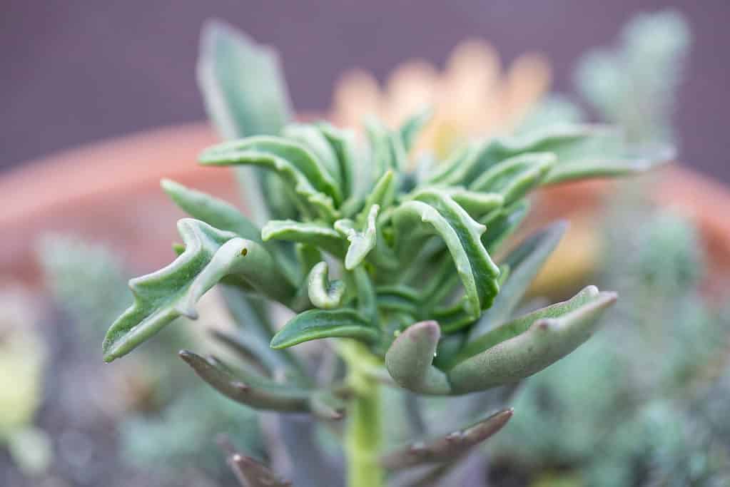 Senecio kleiniformis