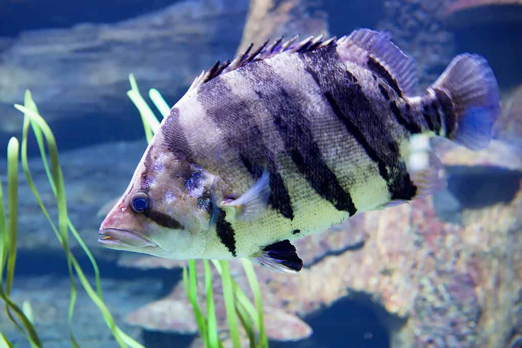Pesce tigre siamese