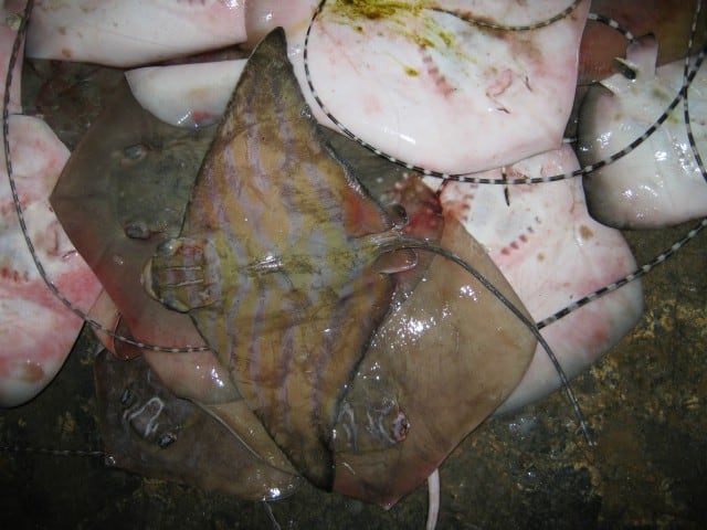 Raggio d'aquila fasciato