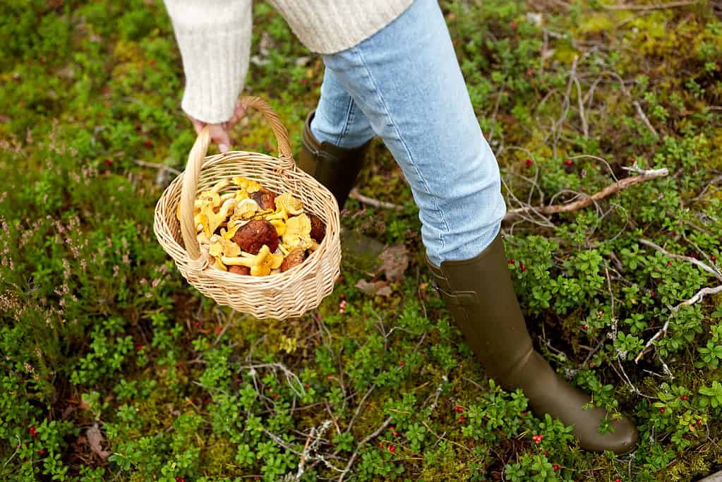 Funghi dal foraggiamento nel cesto di vimini