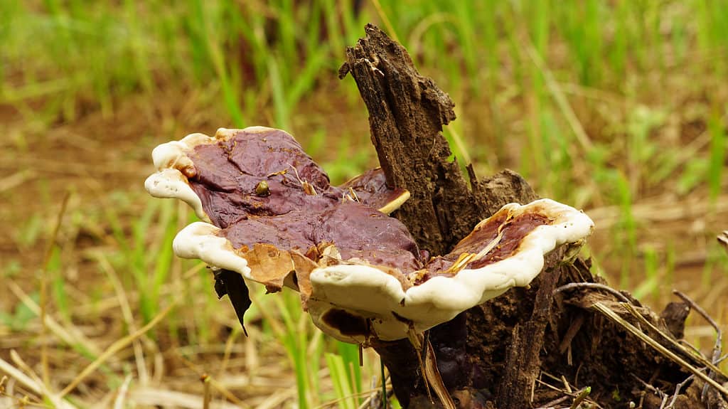 Fungo Ganoderma sessile (reishi).