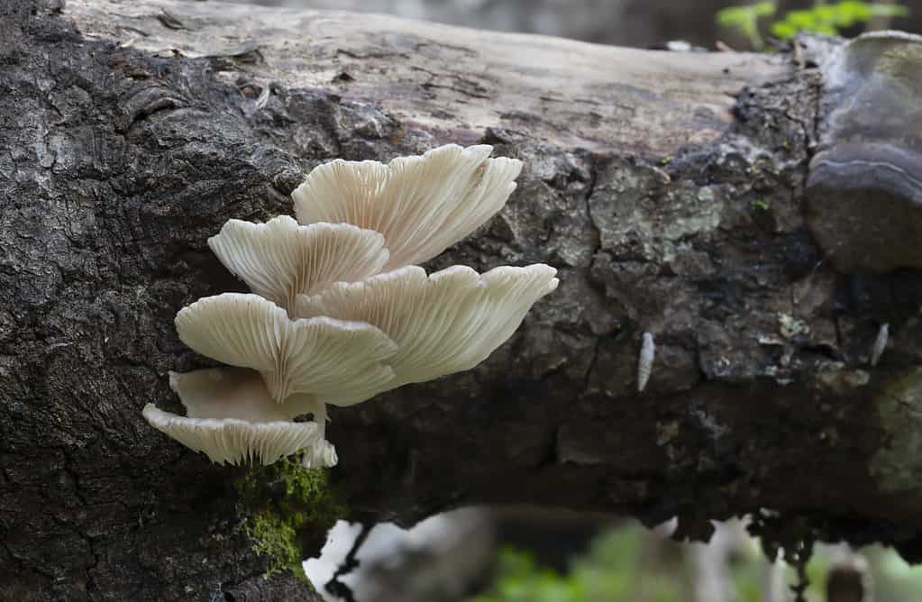 Fungo di ostrica, Pleurotus pulmonarius