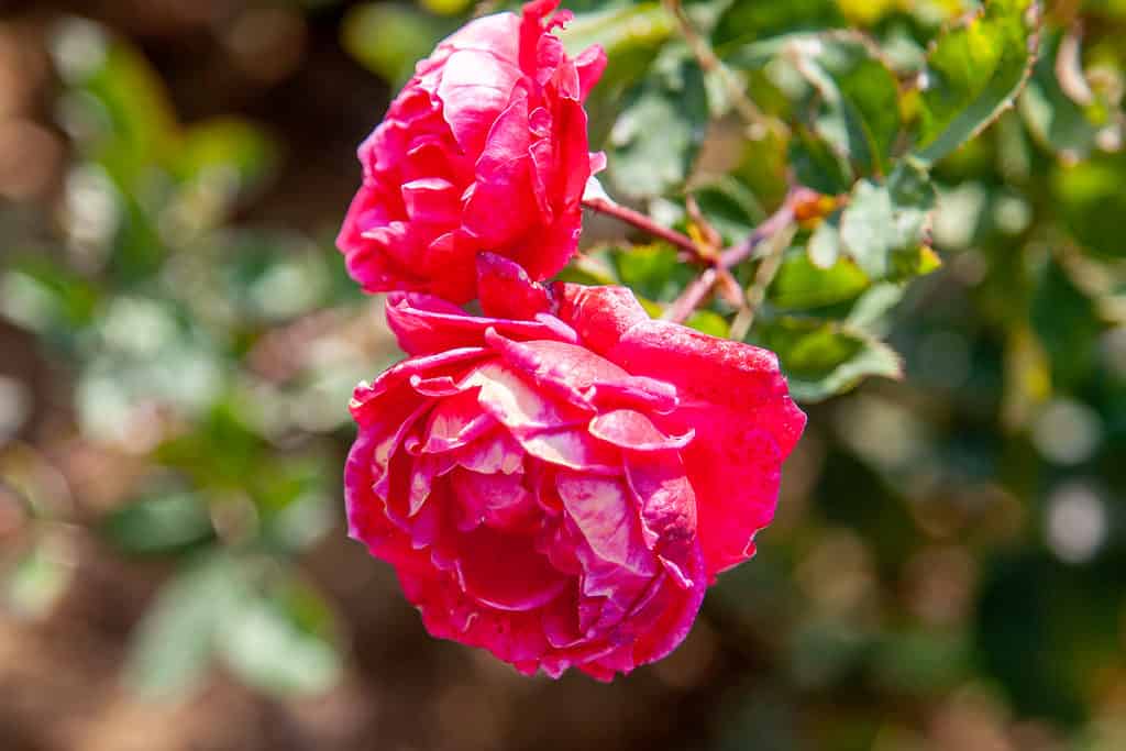 Alexander MacKenzie fiore rosa nel campo, Ontario, Canada.  Nome scientifico: Rosa 'Alexander MacKenzie'.