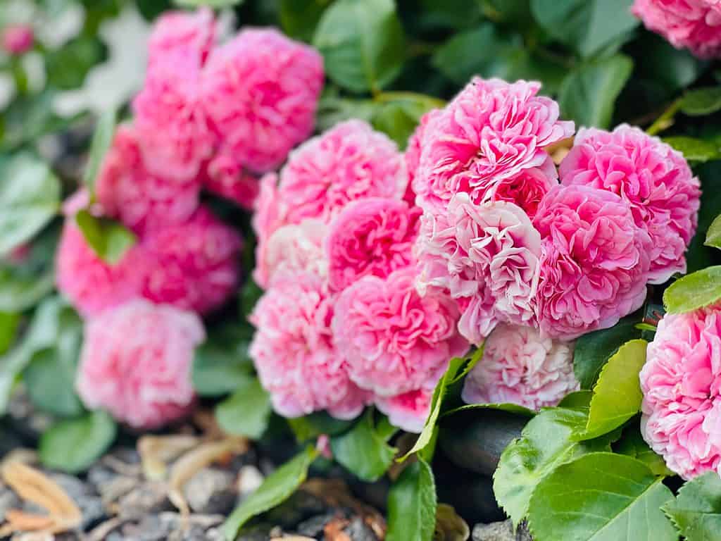 Teresa Bugnet Rose