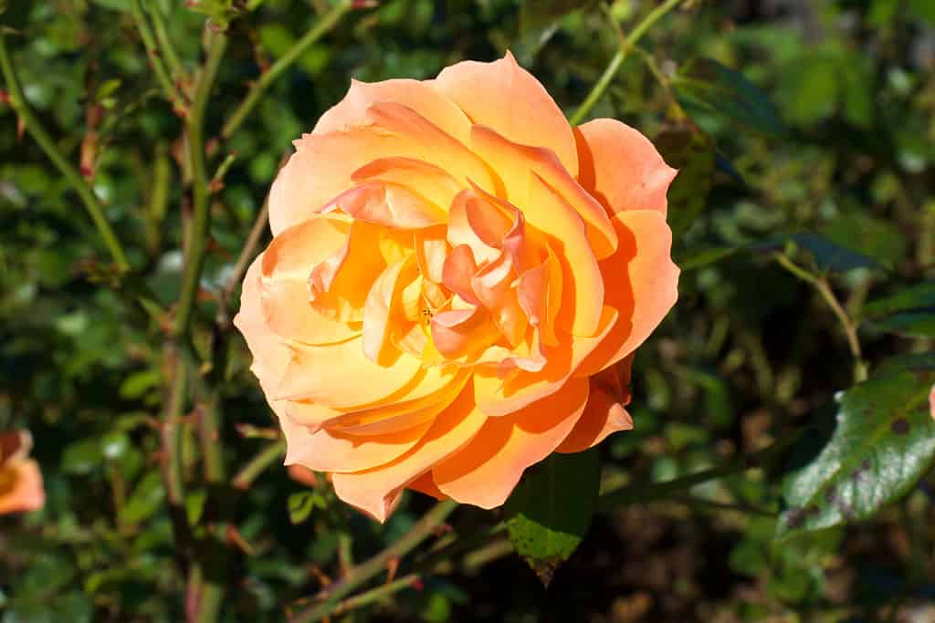 Lady of Shallot Rose su sfondo verde di cespugli