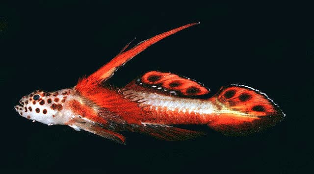 Ghiozzo pinnaspillo