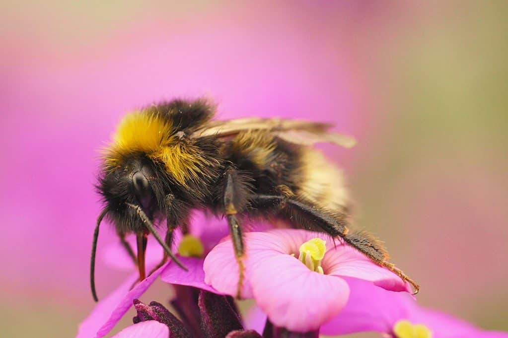 Un calabrone molto peloso è appollaiato su un fiore rosa con un centro giallo la luna sarà ha una testa nera brunastra un collare giallo un torace marrone e un admin a strisce gialle e marroni con l'ultimo segmento di colore da giallo molto chiaro a crema.  Il calabrone è al centro dell'inquadratura leggermente inclinato con la testa nella parte sinistra dell'inquadratura verso la parte anteriore e la coda nella parte destra dell'inquadratura verso la parte posteriore
