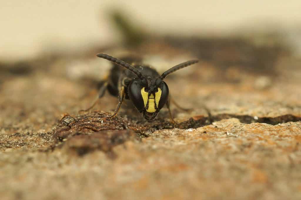 Hyleus communis.  Macro di un'ape dalla faccia gialla.  Il bambino è rivolto verso la telecamera e sembra fissare l'obiettivo.  La faccia ha tre aree distinte di giallo su di essa ci sono due antenne che sporgono ad un angolo di circa 45° da entrambi i lati della testa il corpo è principalmente nero.