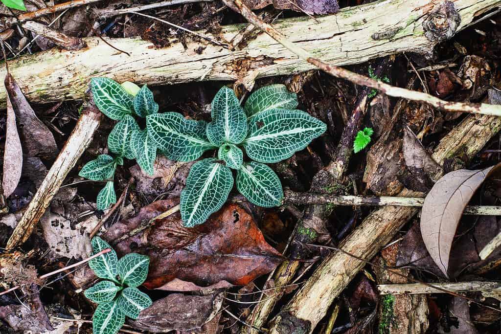 Orchidea serpente a sonagli lanuginosa ( Goodyera pubescens )
