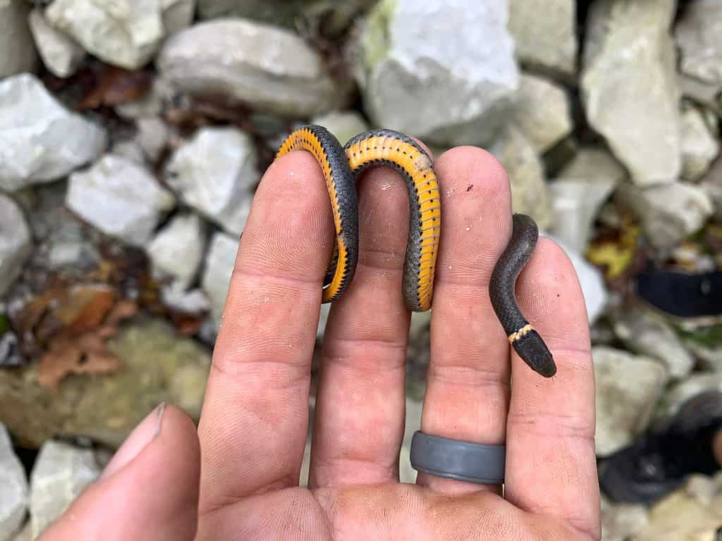 Serpente dal collo ad anello settentrionale ( Diadophis punctatus edwardsii )