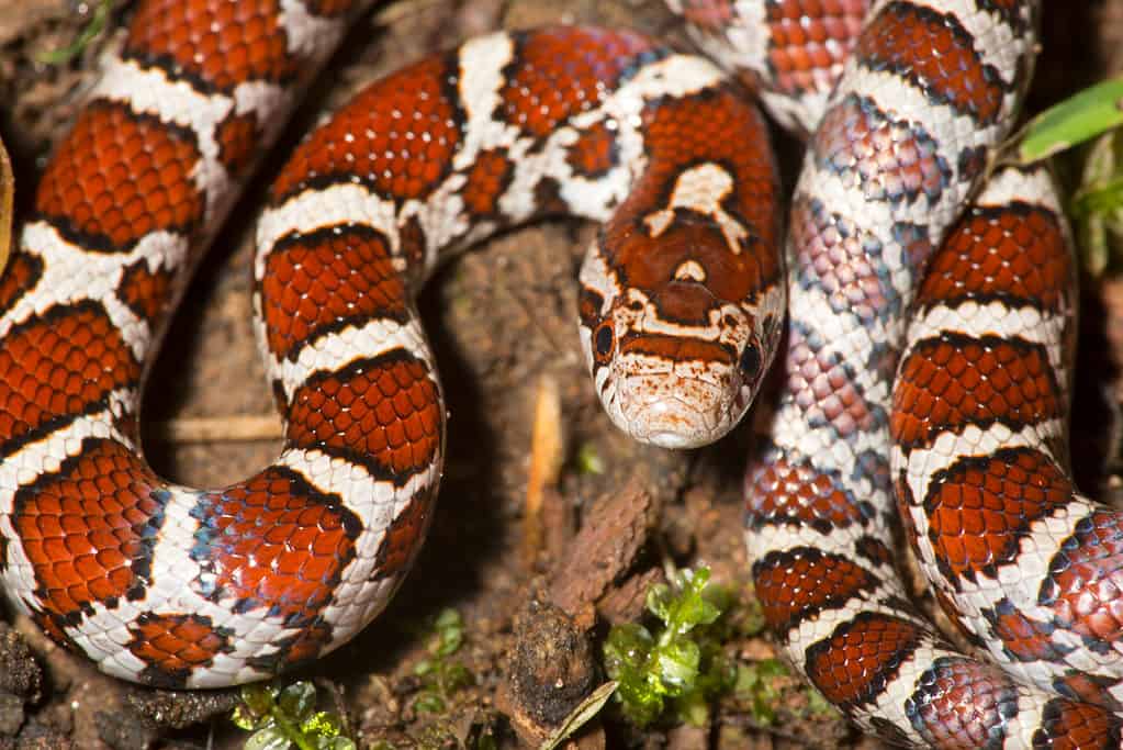 Serpente del latte orientale, Lampropeltis triangulum
