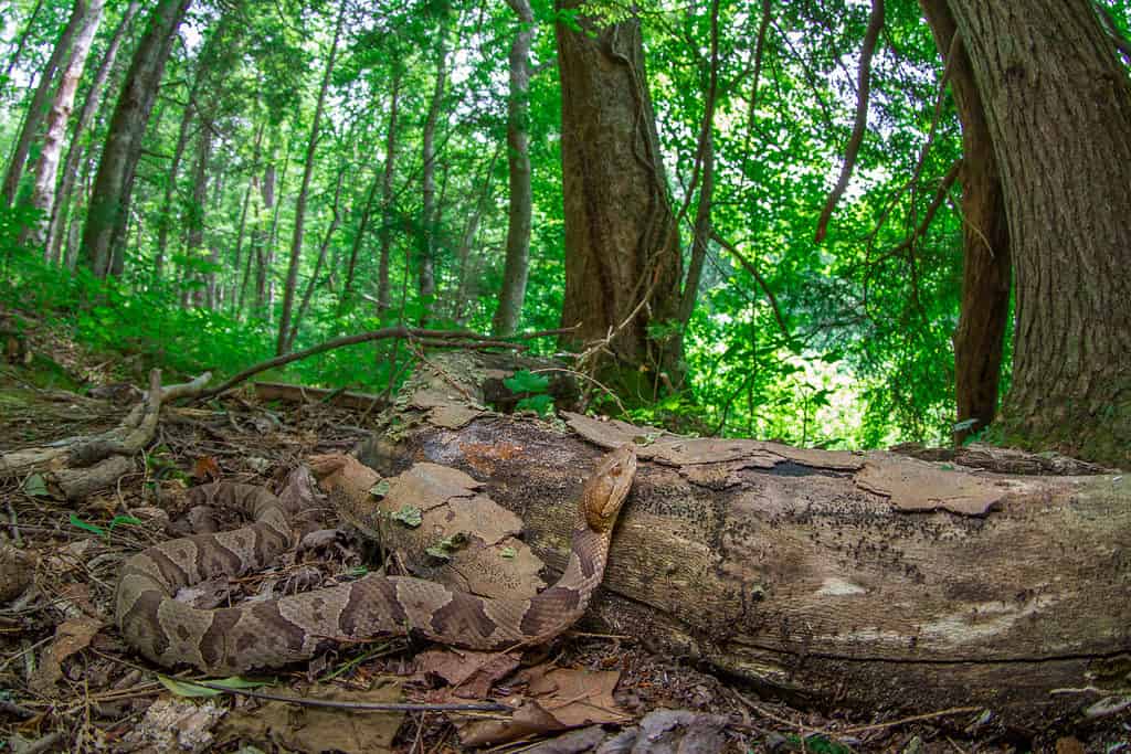 Serpente testa di rame settentrionale