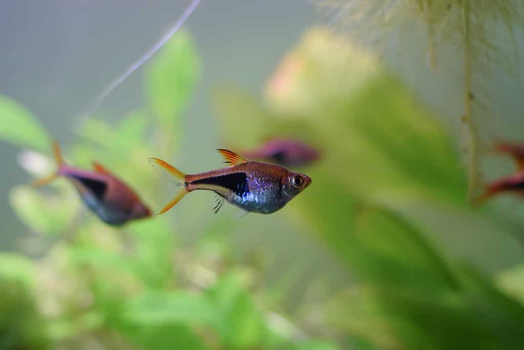 Lamponi Arlecchino (Trigonostigma heteromorpha)
