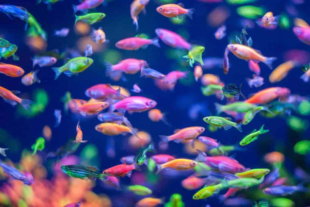 GloFish® colorato fluorescente