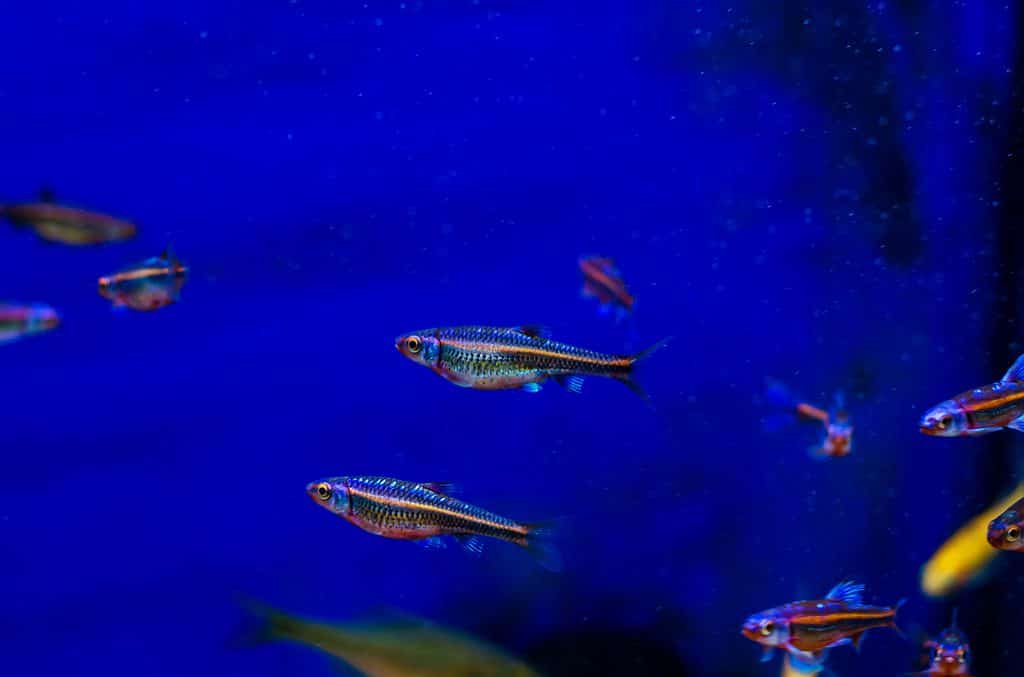 Pesce luccicante arcobaleno