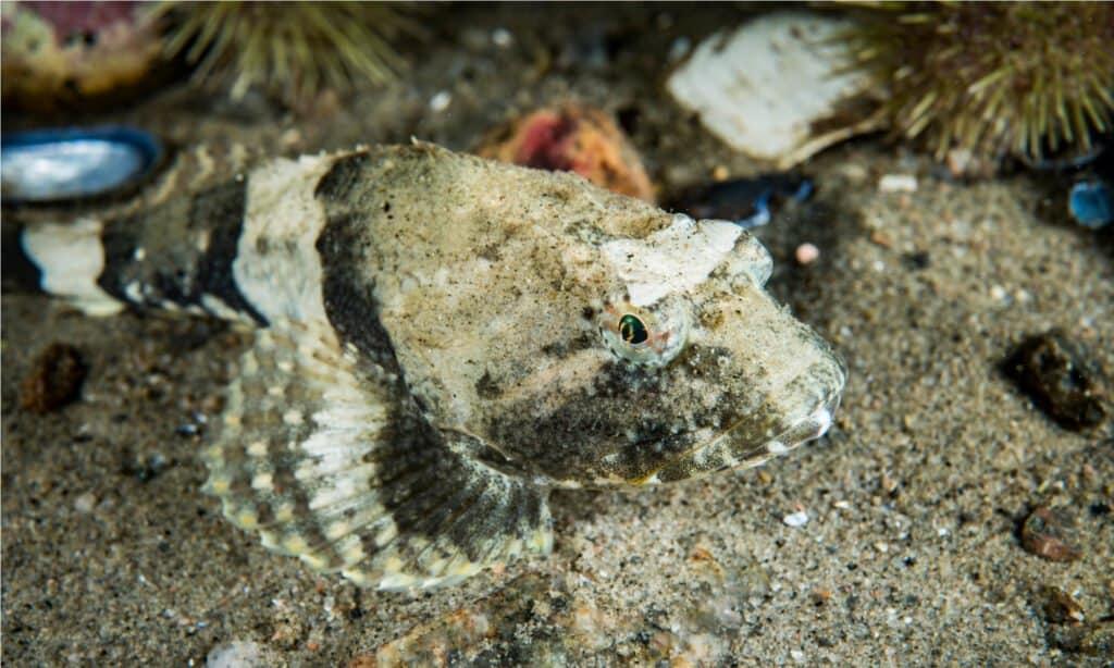 Shorthorn Sculpin sott'acqua nel fiume San Lorenzo in Canada. Gli sculpini sono abitanti del fondo che non hanno la vescica natatoria.