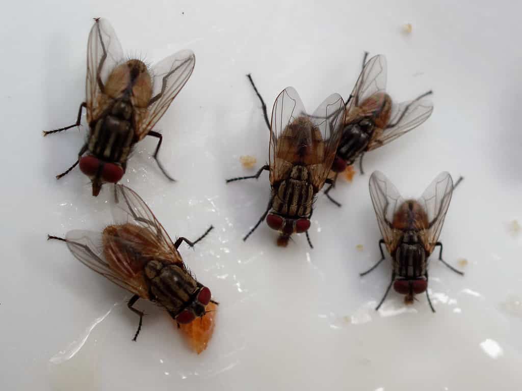 Il sistema circolatorio di una mosca fornisce nutrienti in tutto il suo corpo