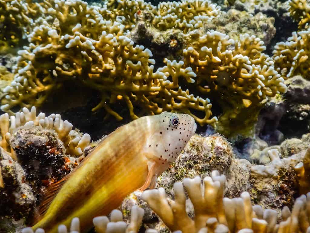 pesce falco di corallo