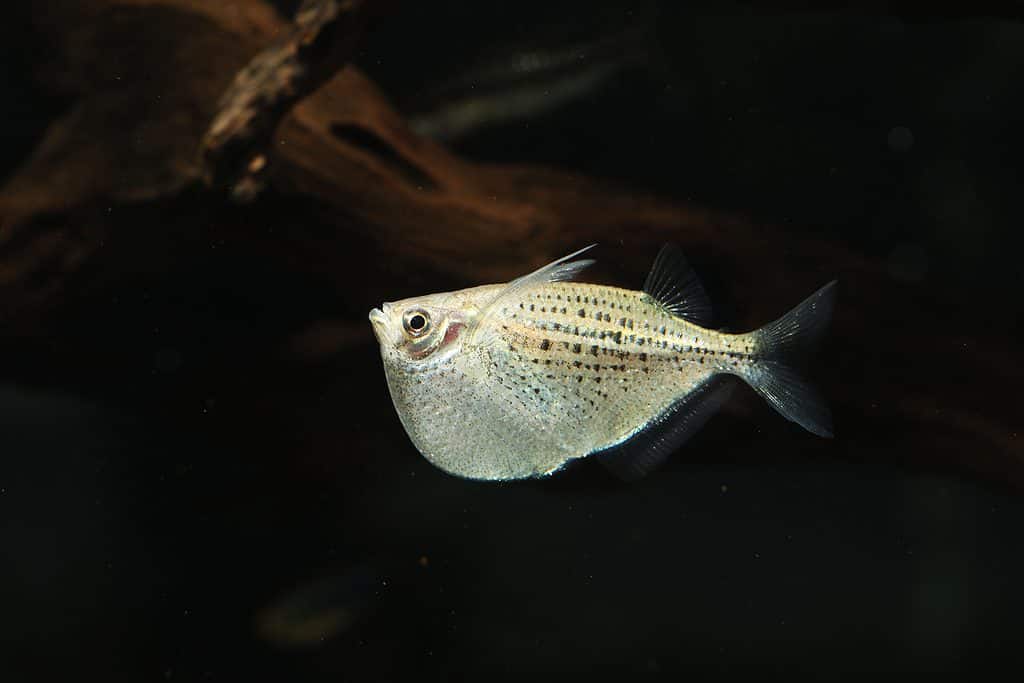Pesce accetta maculato