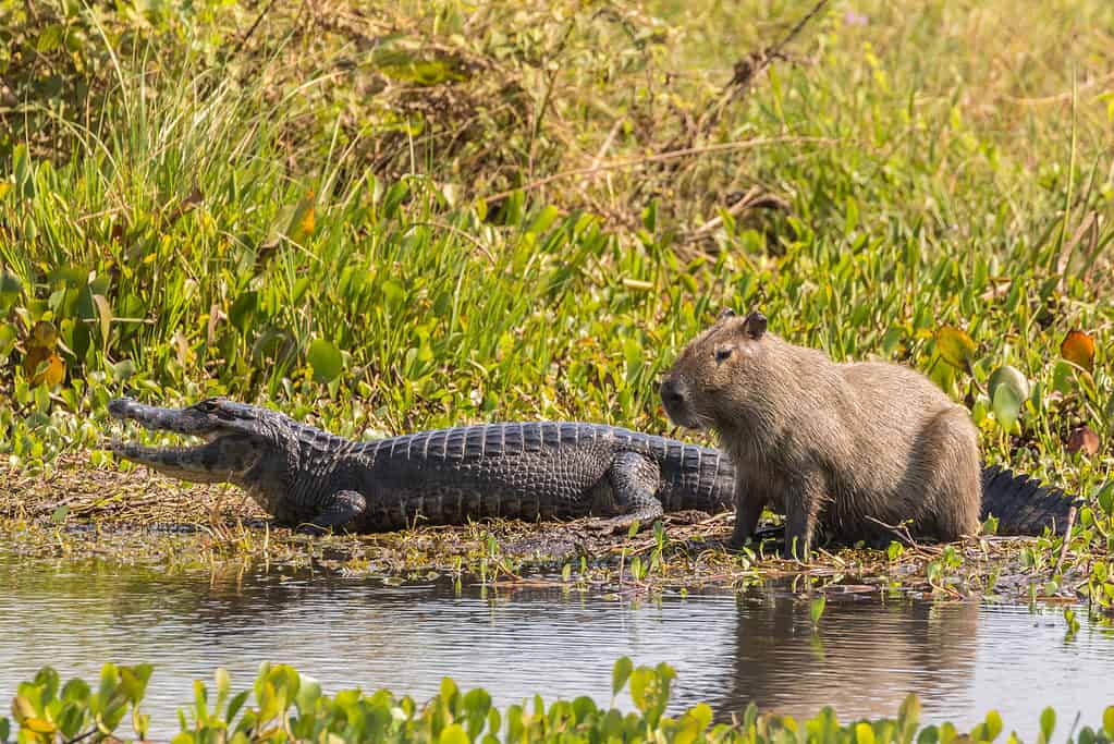 Capibara e caimano jacare