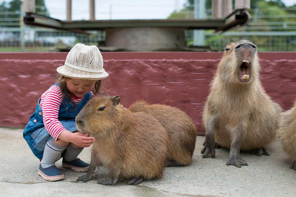 Capibara