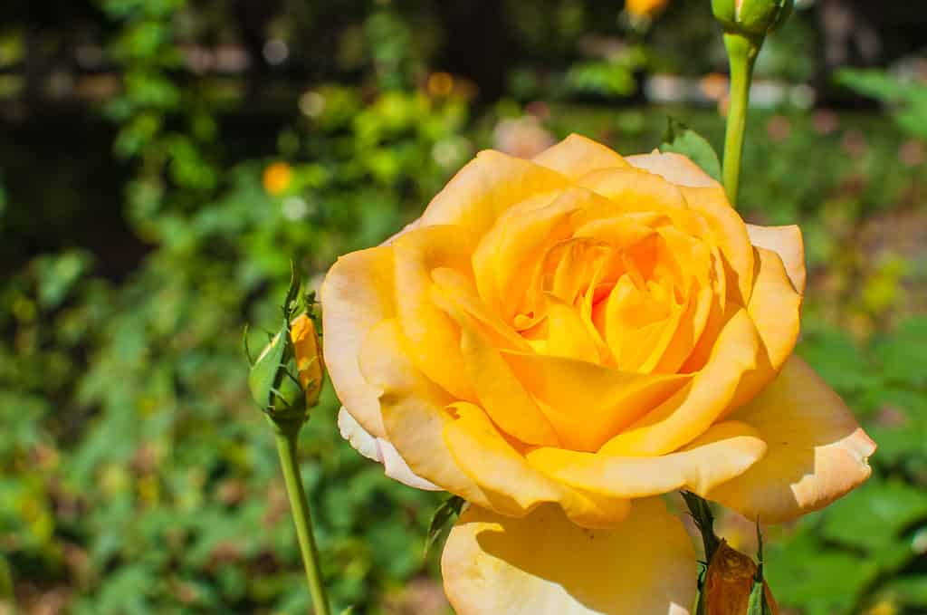 medaglia d'oro rosa grandiflora
