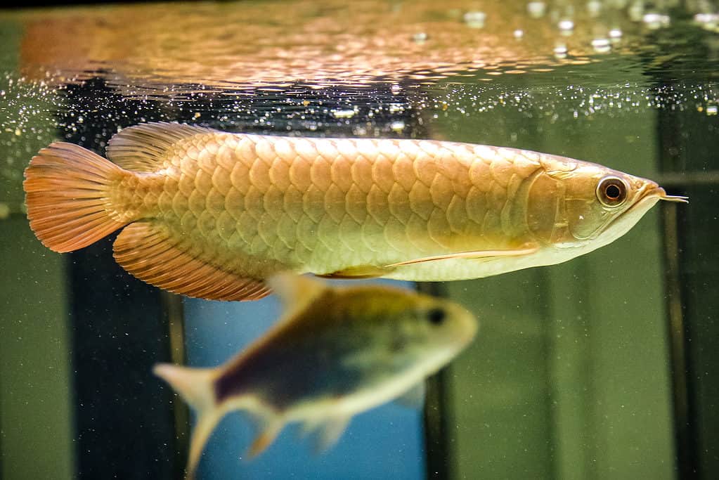 Arowana Dagon dorato in acqua