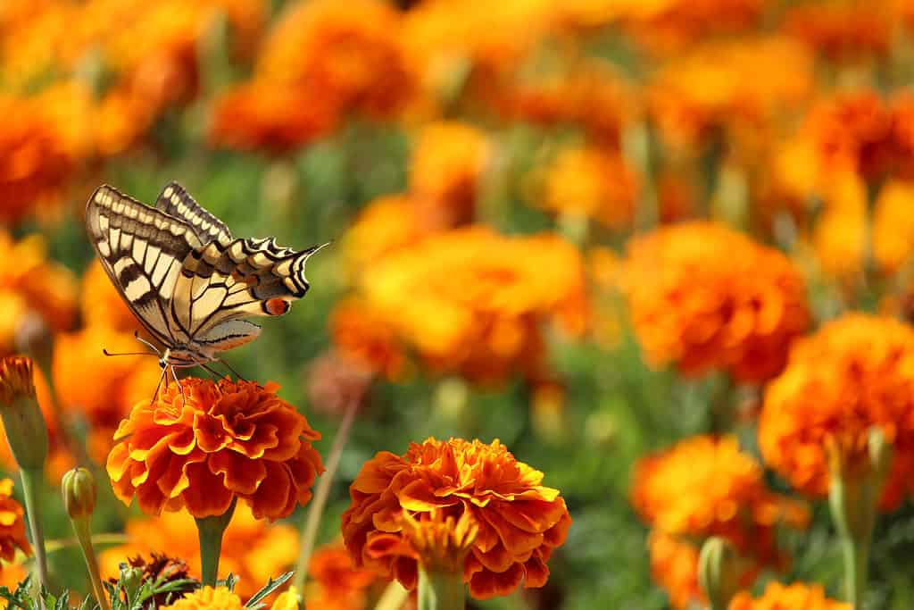 fiori e piante che rappresentano il sagittario