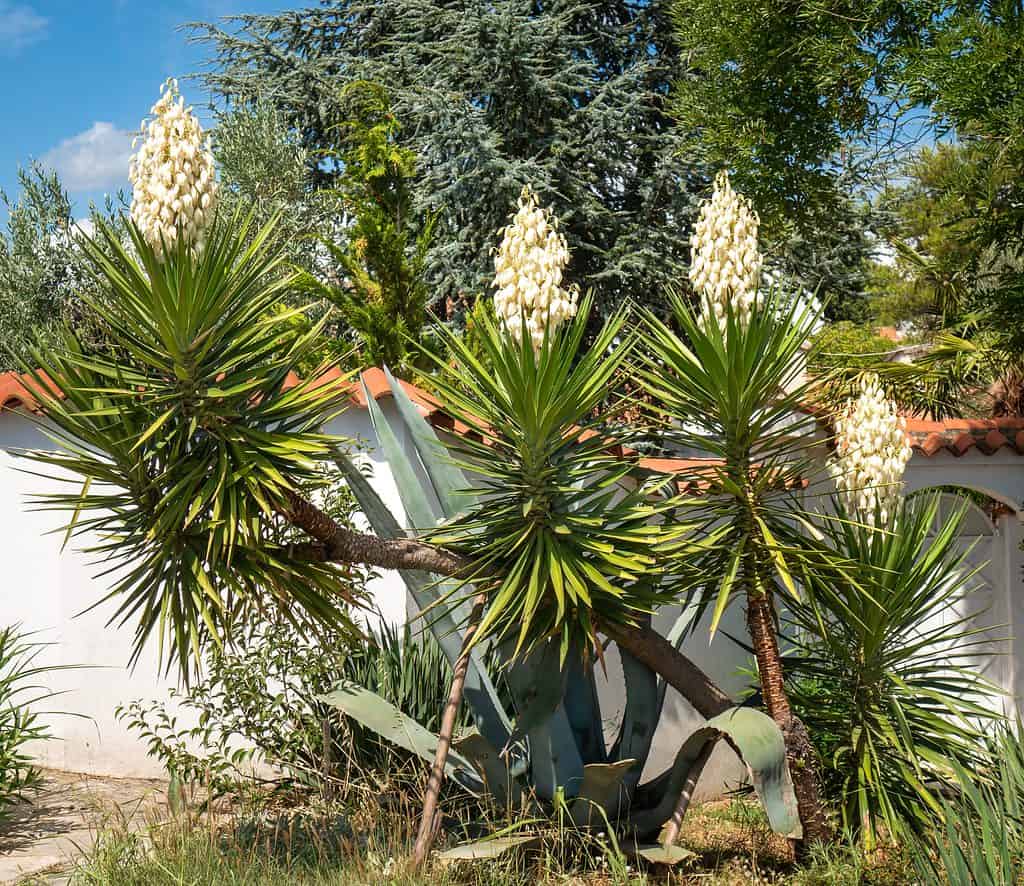 Yucca gigante
