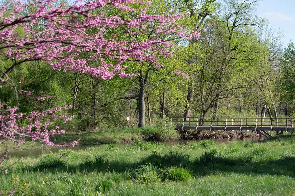 Arboreto di Morton