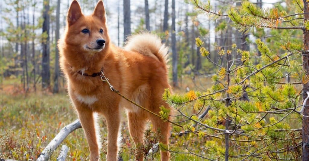 Spitz finlandese in piedi in campo