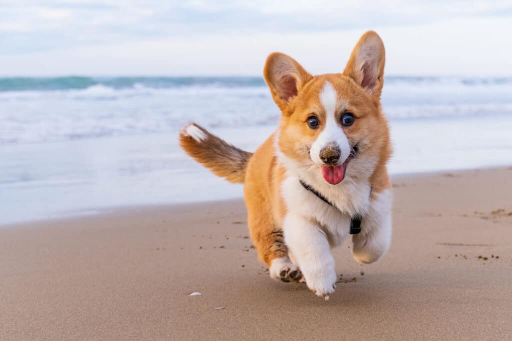 corgi corre su una spiaggia
