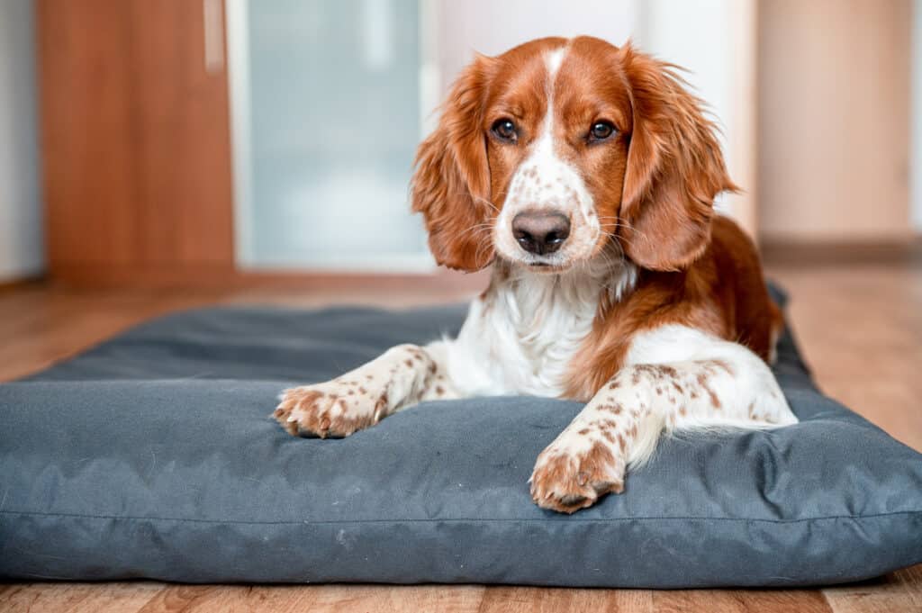 Razza di cane carino welsh springer spaniel a casa.  Helthy adorabile bel cane.