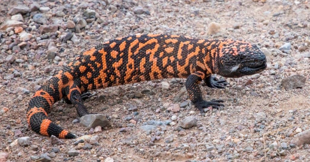 Arancio brillante e nero Gila Monster, lucertola velenosa nella strada in Arizona.
