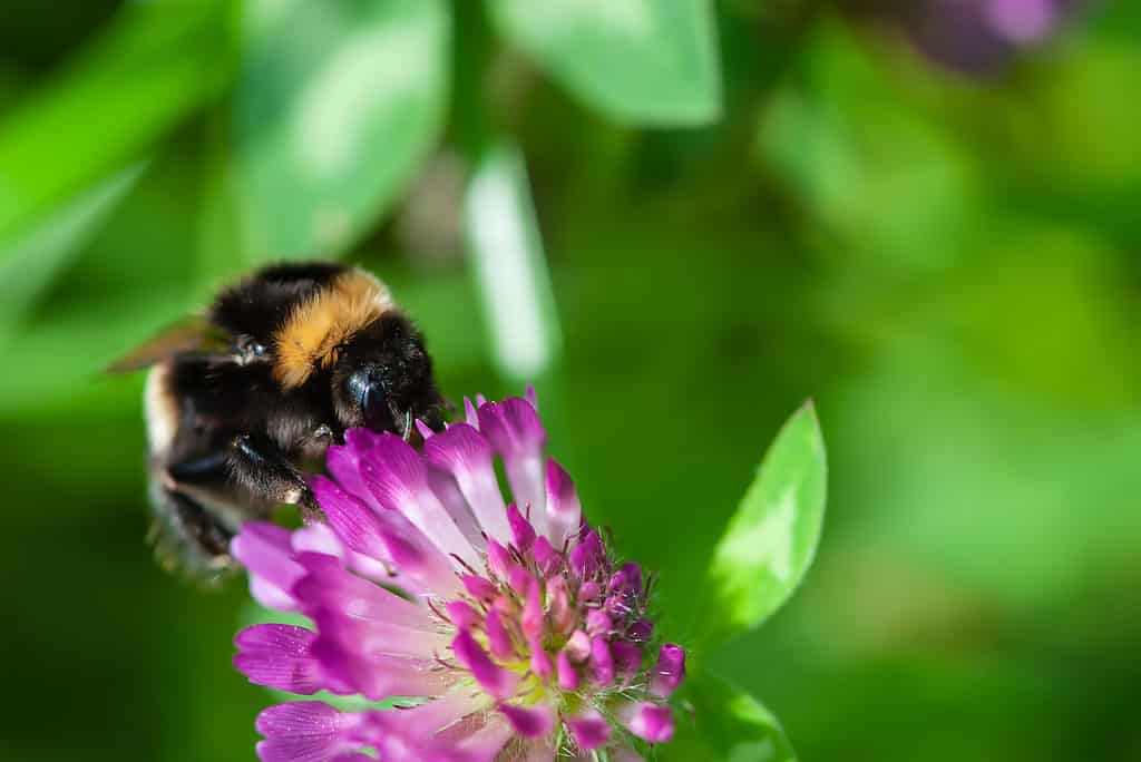 Bombo su un fiore viola