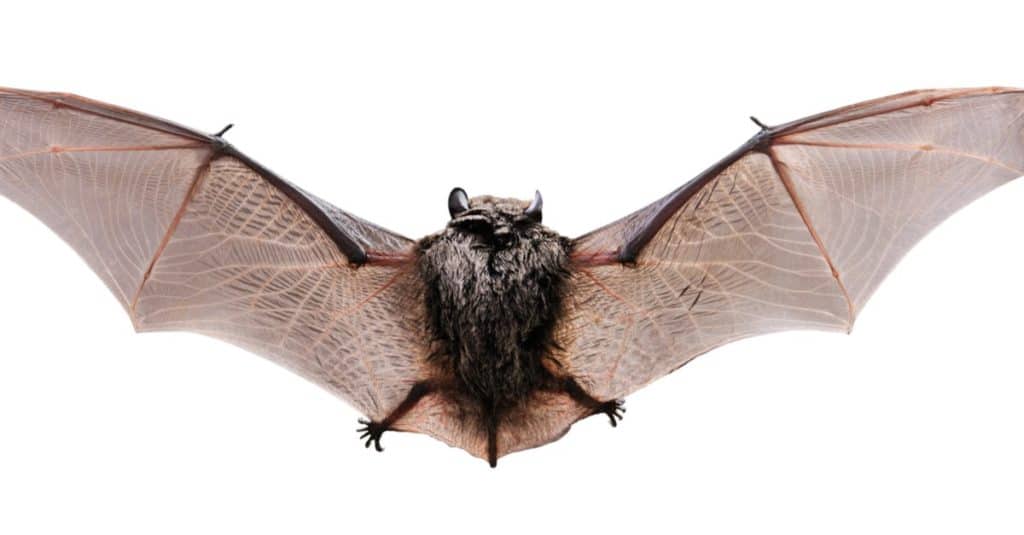 Pipistrello Bbrown, visto da dietro. Isolato su bianco