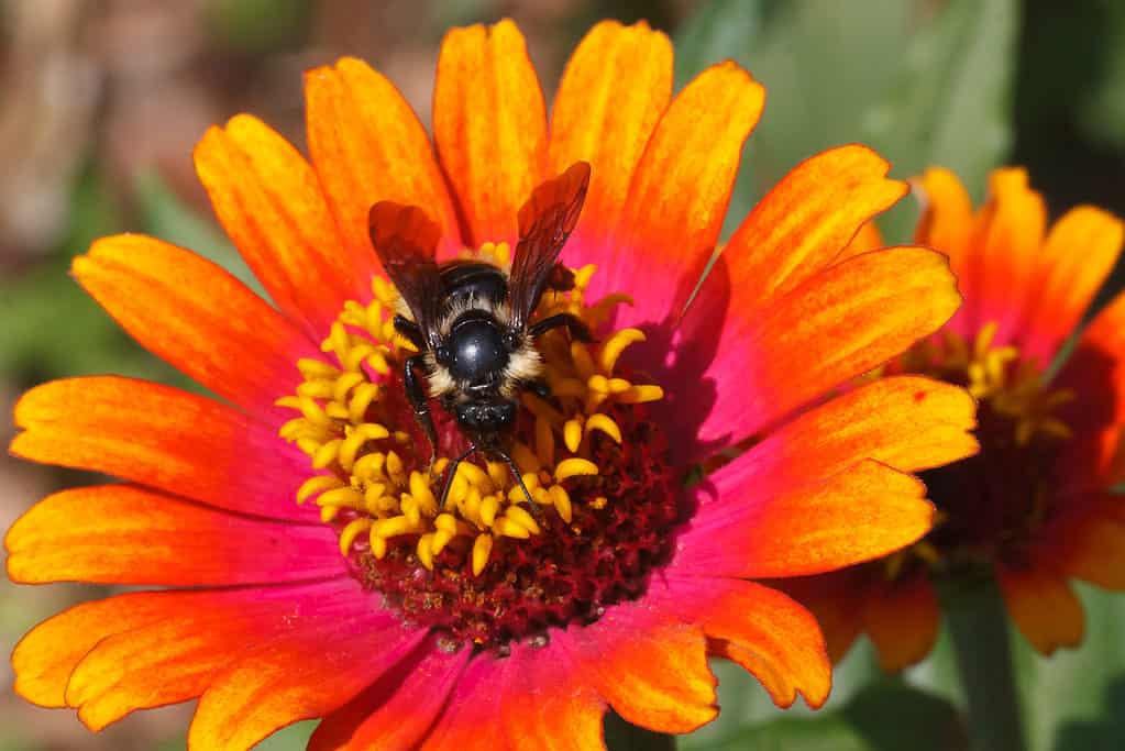 Calabrone a cucù al limone su una zinnia che sembra essere stata aerografata. Il fiore è giallo all'estremità dei suoi petali seguito da arancione e poi rosa verso il centro. Gli stami sono gialli. L'ape è appollaiata al centro del fiore con la testa rivolta verso il fondo della cornice. Le sue ali sono rivolte verso la parte superiore del telaio e sono marroni. La maggior parte di ciò che puoi vedere dell'ape è nera, tuttavia è ovvio che c'è del giallo sul suo torace.