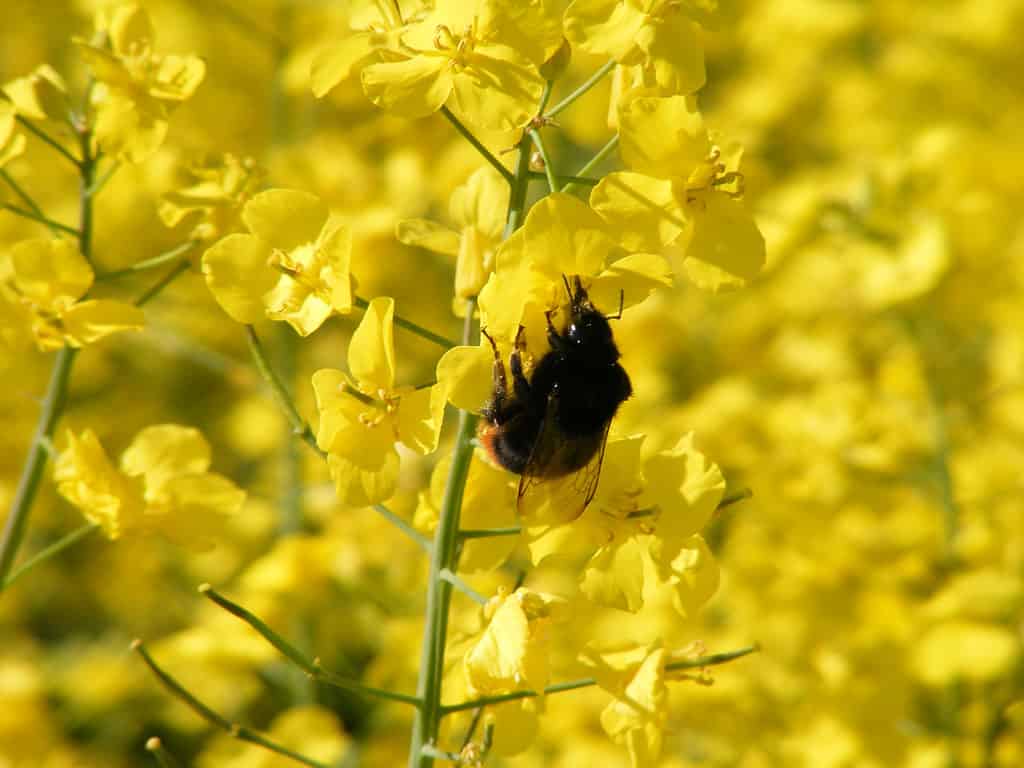 Bombus rupestris, il calabrone cuculo dalla coda rossa è visibile su un fiore giallo, in un campo di fiori gialli. Il calabrone cuculo è nella cornice centrale. L'ape è principalmente nera/marrone con una coda arancione /
