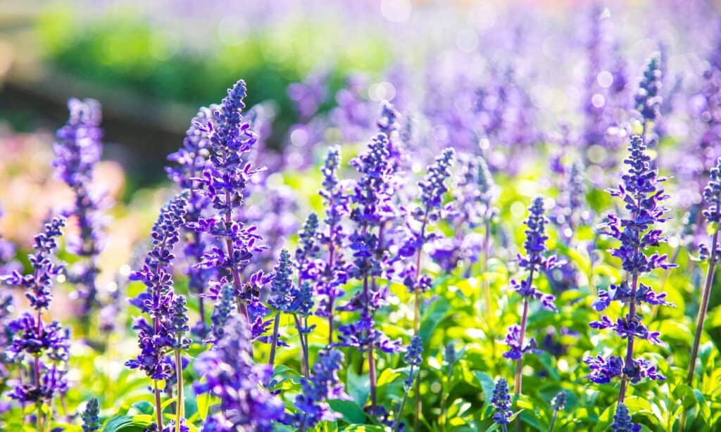 Fiori da piantare a marzo