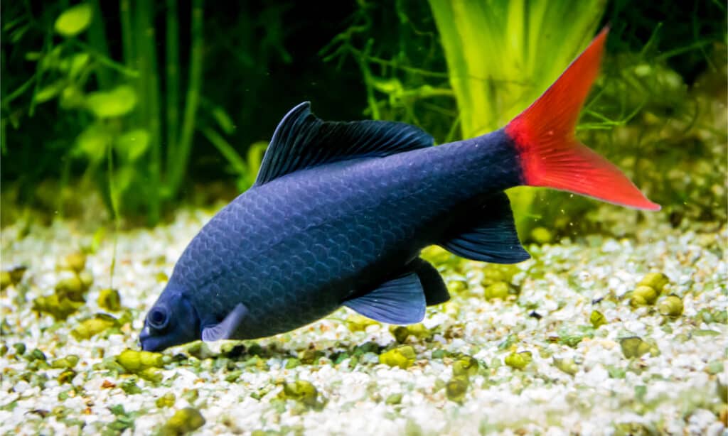 Uno squalo arcobaleno nero con una coda rossa mangia dal fondo dell'acquario