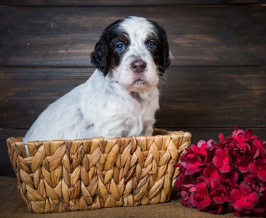 Cucciolo di setter inglese con gli occhi azzurri