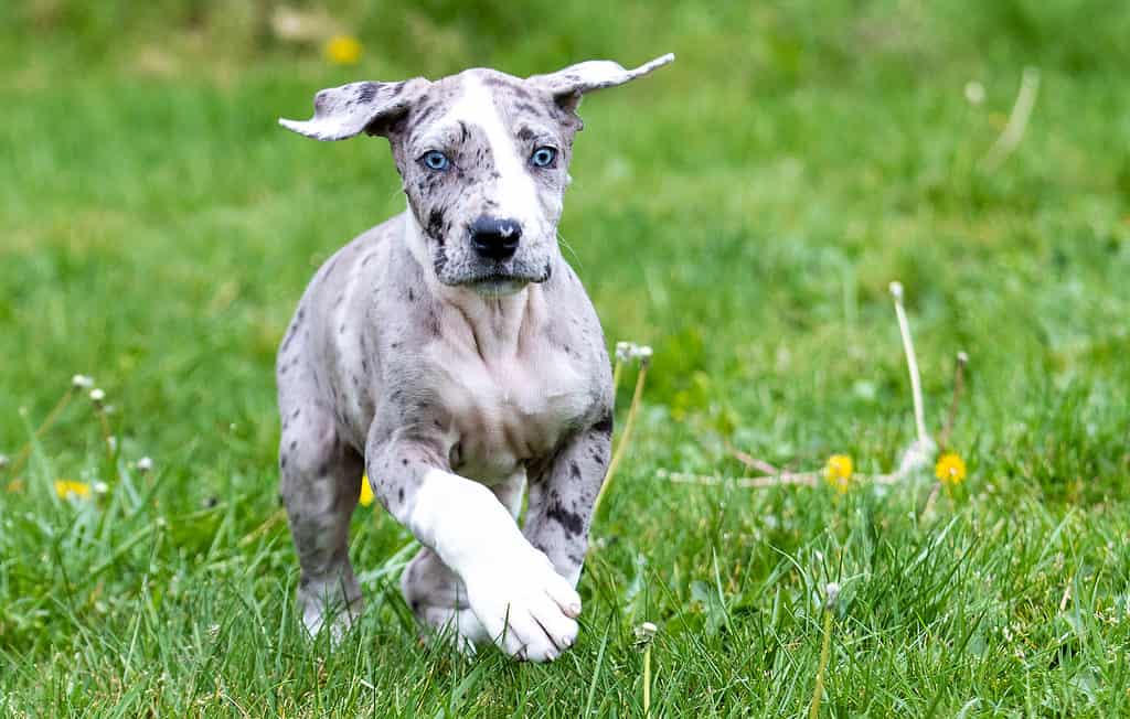 Cucciolo di alano con gli occhi azzurri
