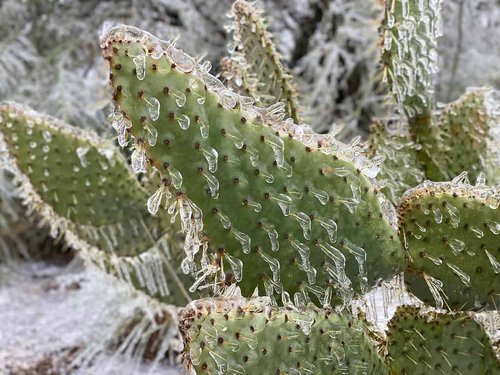 Inverno in Texas