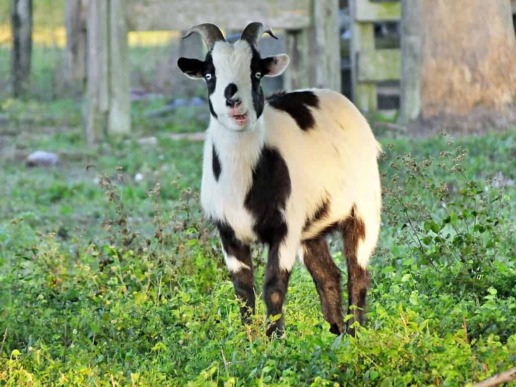 Capra svenuta