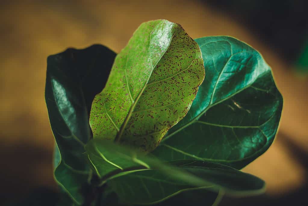 Fiddle Leaf Fico Con Macchie Marroni