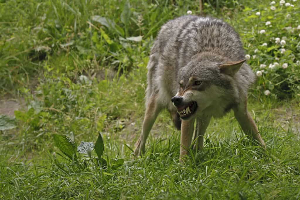 Lupo arrabbiato