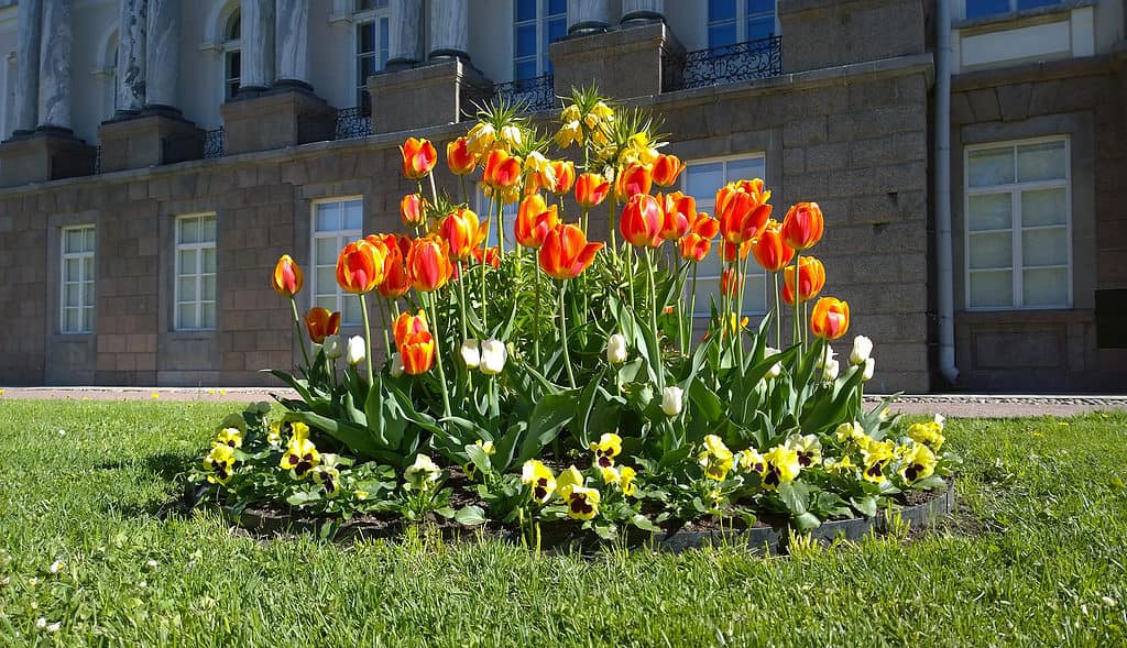 Tulipa Apeldoorn Elite.  una varietà di tulipani ibridi di Darwin